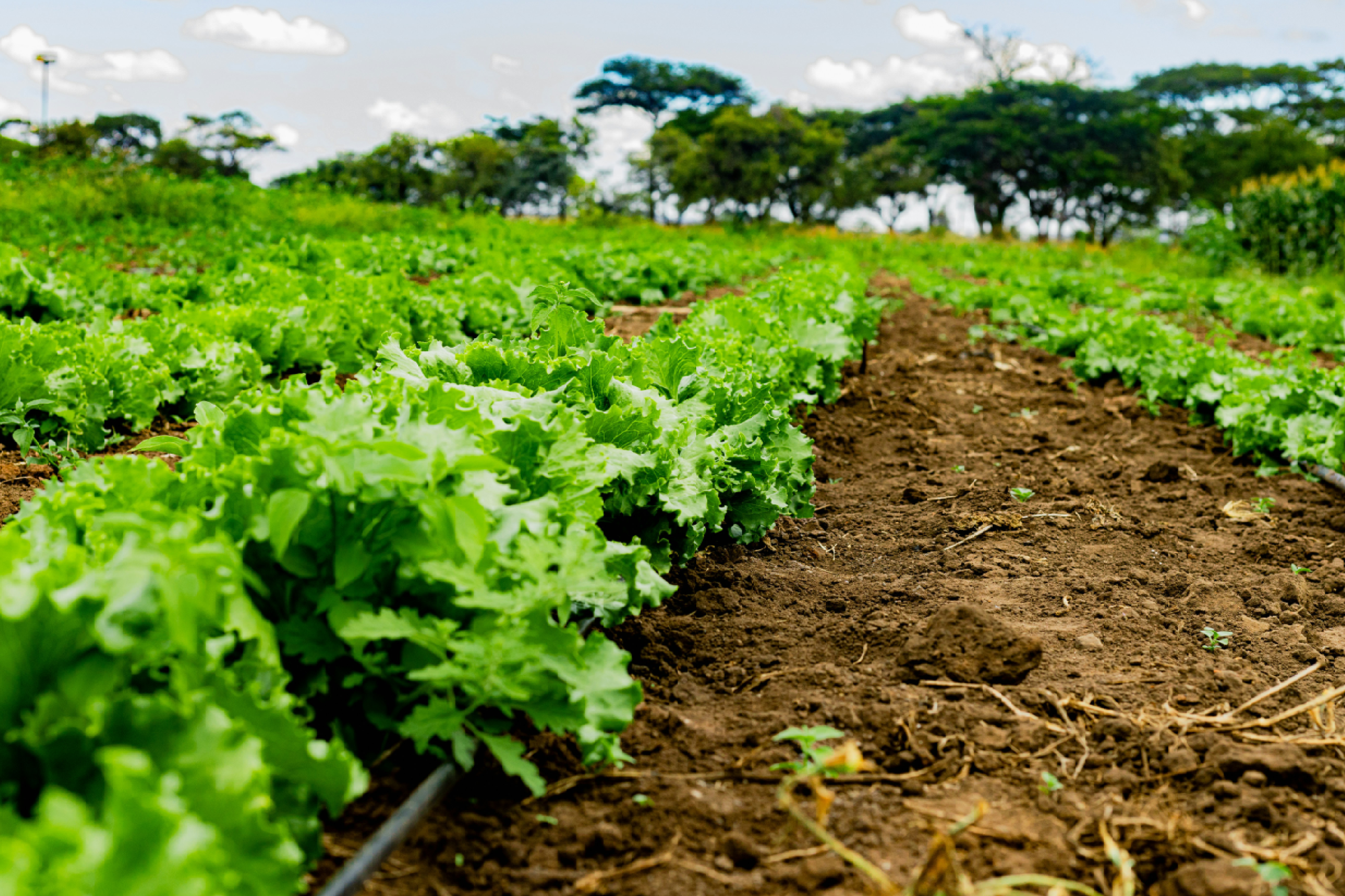 farm_bg